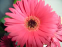 Gerbera