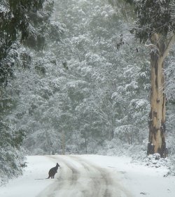 Snow In The Brindabellas