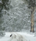 Snow in the Brindabellas