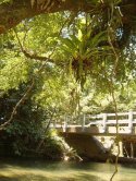 Bridge In The Daintree