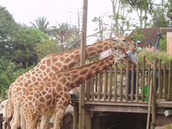 Giraffes Enjoying A Feed!