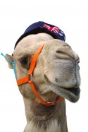 aussie camel