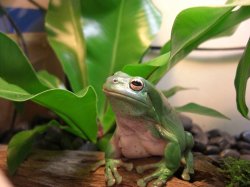 Frog Hopes