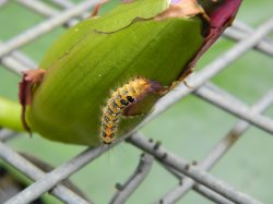 A Hungry Caterpillar