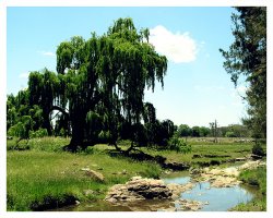 Swan Brook
