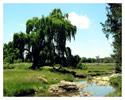 Swan Brook
