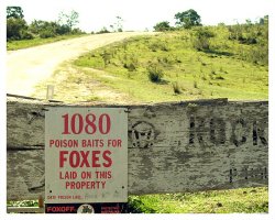 No Foxes