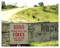 No Foxes