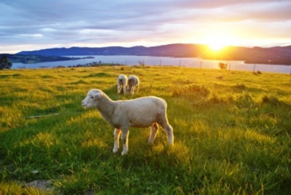 Spring Lambs In The Sunset