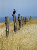 Magpies Rest
