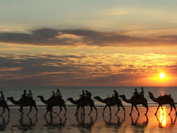 Camels At Sunset