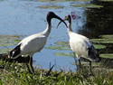 At the pond