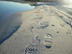 Footprints On Lake Jasper