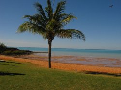 Palm Tree At Town Beach, Broome