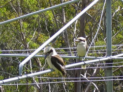 Hanging Out - Collinsvale, Tasmania