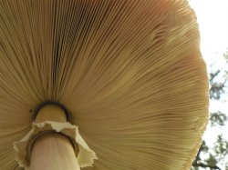 Giant Mushroom - Hervey Bay Qld