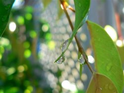 Water Droplets - Hervey Bay Qld