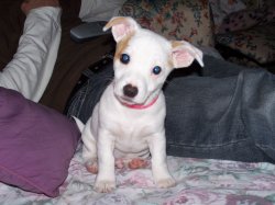 puppy pose