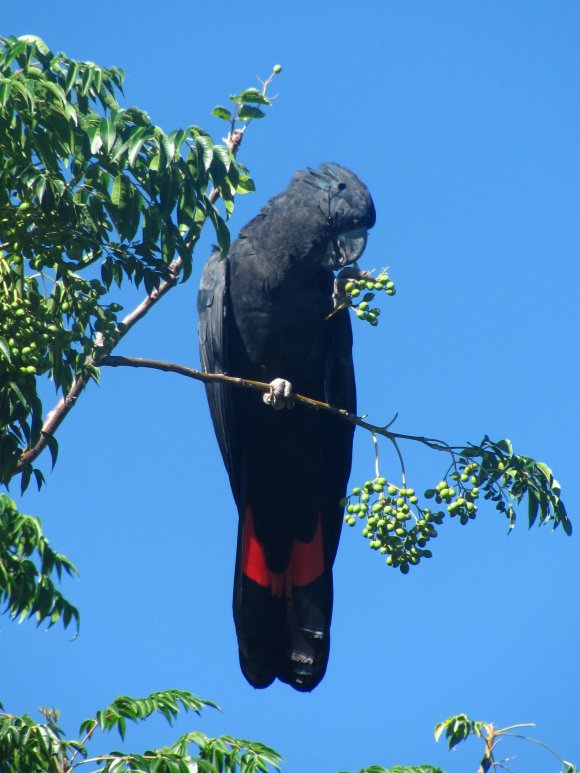 Black Cockatoo