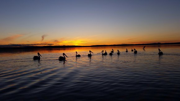 Pelicans At Sunset