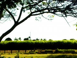 Tree And The Canefields