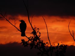 Crow Resting In The Sunset