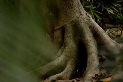 BIG BIRD - Mt Cootha Botanical Garden - Brisbane