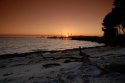 Sunrise Salamander