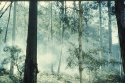 Morning at Blue Gum Forest
