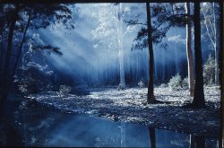 Blue Gum Forest - Blue Mts. Nsw
