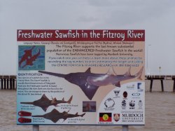 Sawfish In The Fitzroy River Poster At Derby Wa