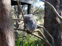Resting Koala