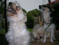 Happy puppies - 3 Foster Close Bellingen