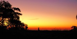 Kangaroo Sunset - Mount Lofty, Adelaide area