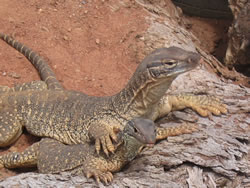mothers protection - Armadale reptile centre