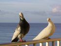 Feathered Friends