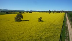  A Field Of Yellow