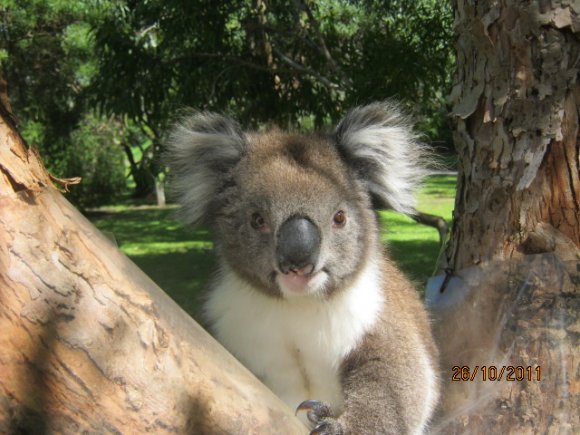 Kennett River Koala
