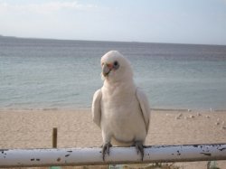 Friendly Cockatoo