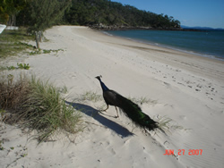 Beach Peacock Great Keppel Island