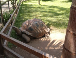 Turtle At Australia Zoo