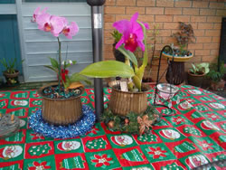Orchids At Their Best For Christmas Day