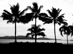 Palm Tree's Strand