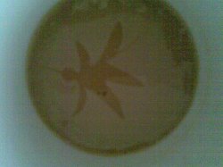 A Bug In My Cup