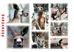 Kangaroo Postcard