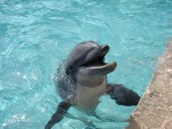 dolphin - america