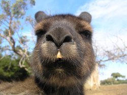 Curiosity - Kangaroo Island