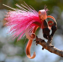 Pink Shaving Bush  - Townsville
