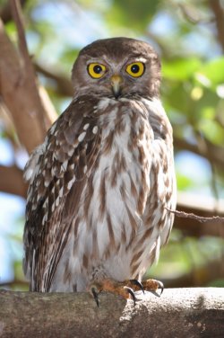 Barking Owl - Town Common, Townsville NQ