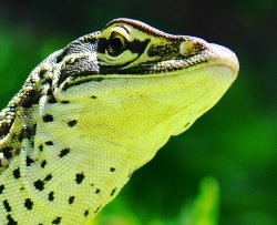 Goanna